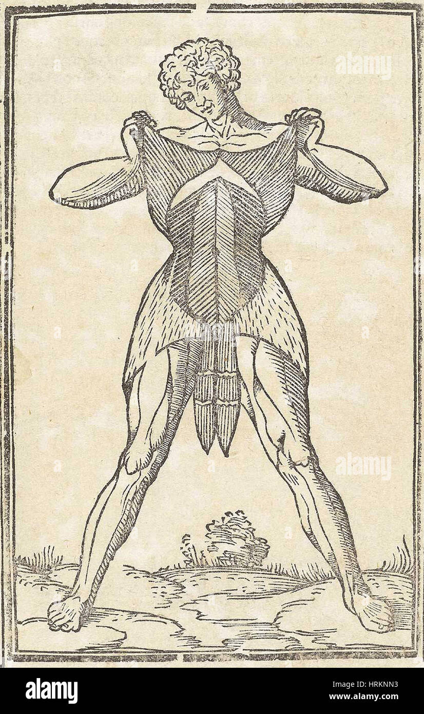 Storico illustrazione anatomica Foto Stock