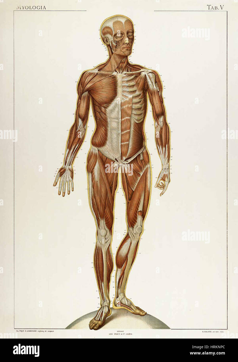 Laskowski, "Anatomie du corps Humain', 1894 Foto Stock