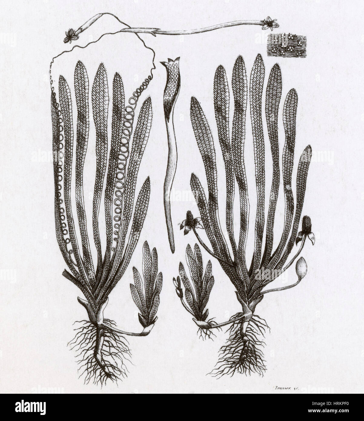 Pagina da Darwin, GIARDINO BOTANICO Foto Stock