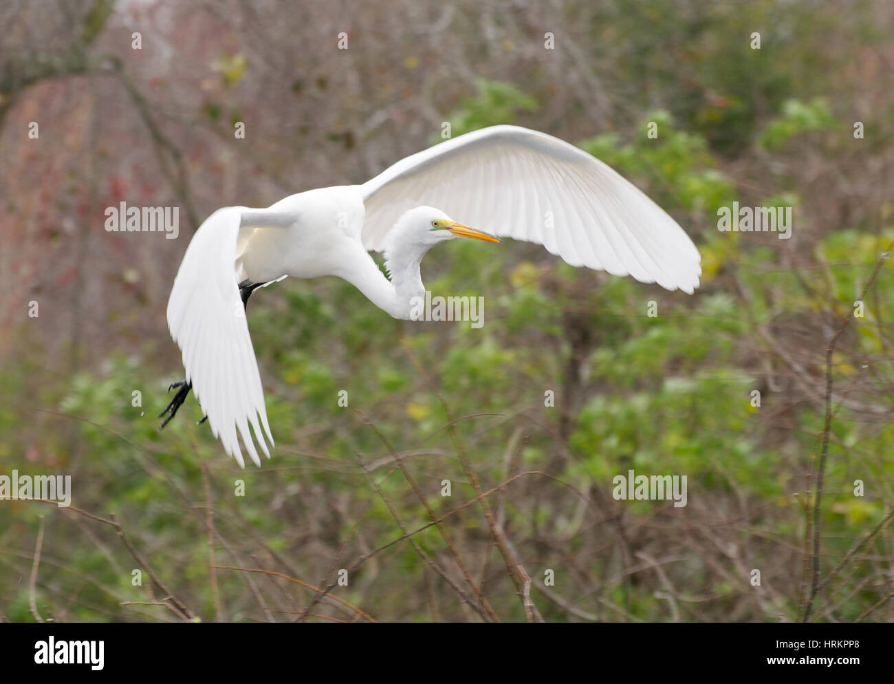 Airone bianco maggiore, Ardea alba, volare con le ali estese e piante o scrub in background Foto Stock