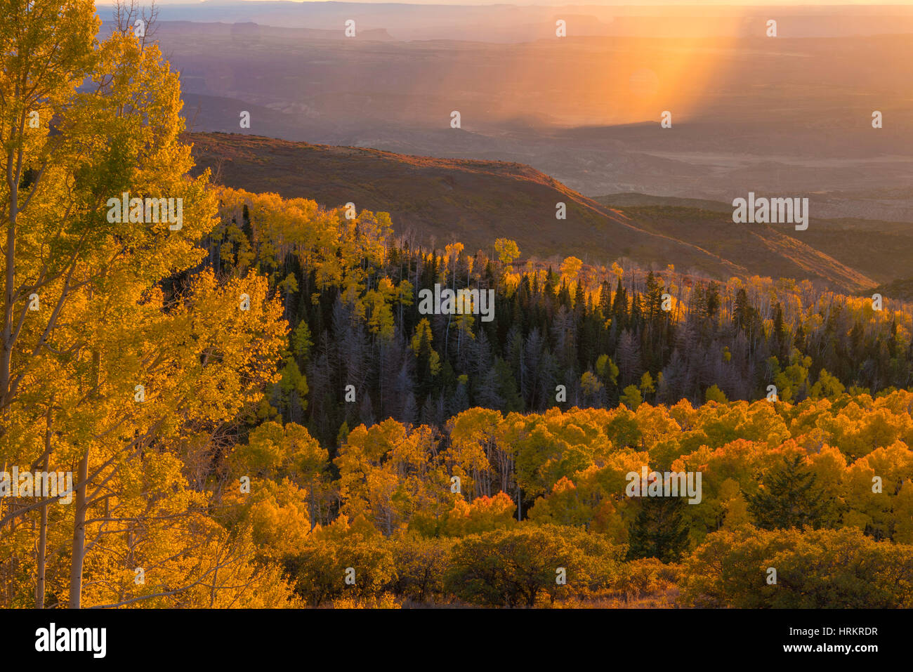 Aspens e pioggia sul deserto, La Sal Mountains, Utah Manti-La Sal National Forest vacilla aspen, Populus tremuloides Foto Stock