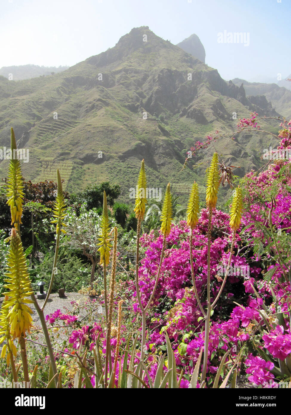 Santo Antao -montagne peaking attraverso il bougainvillea e Aloe Vera sull'isola. Boca de Coruja - Capo Verde. Isola di Barlavento. Foto Stock