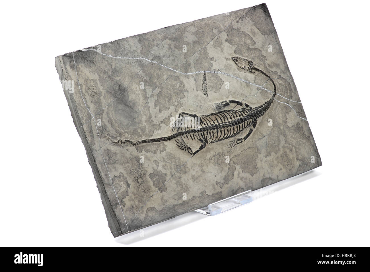 Keichousaurus originale hui trovati fossili in Guizhou Xingyi/ Cina isolato su sfondo bianco Foto Stock