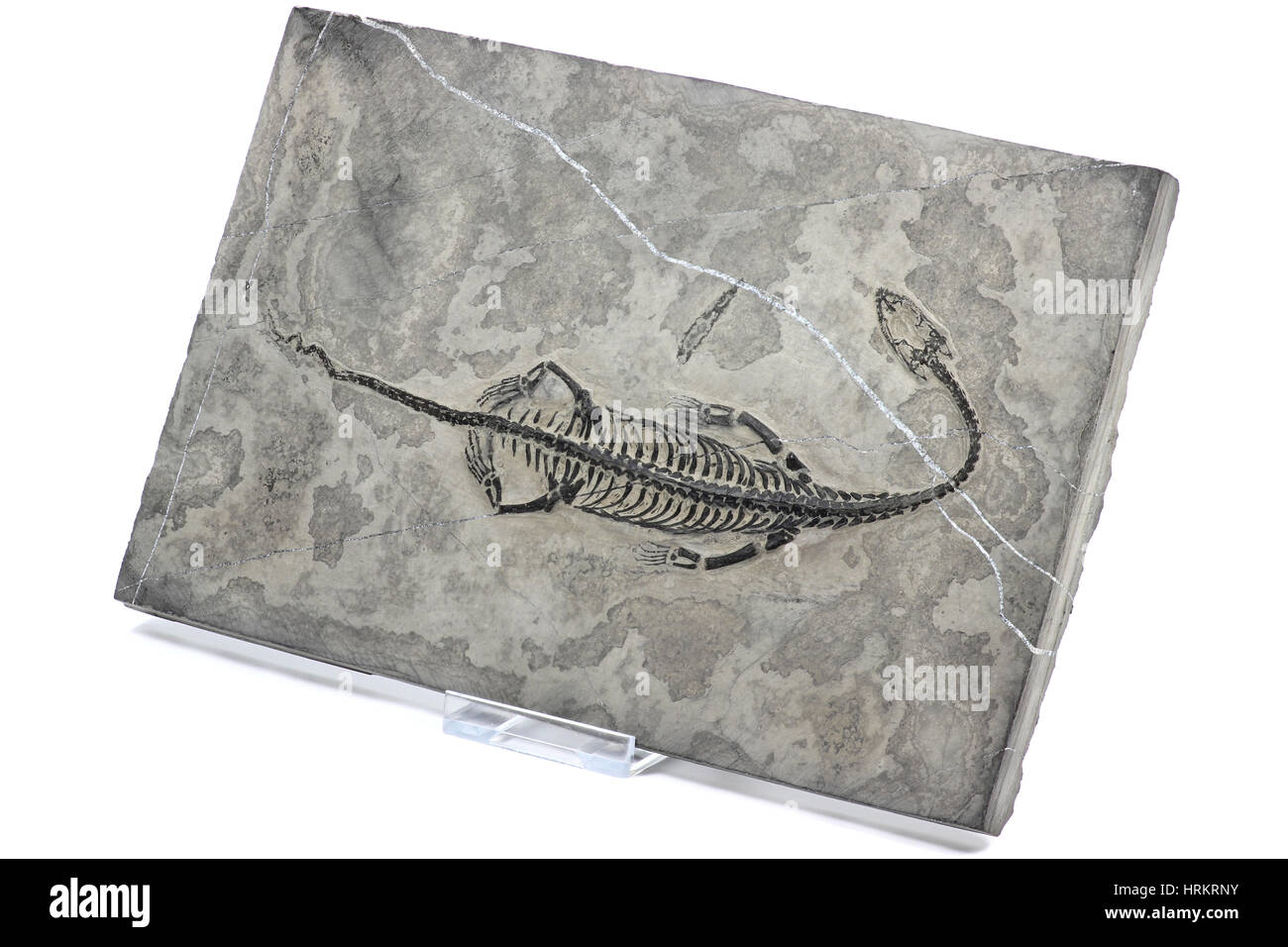 Keichousaurus originale hui trovati fossili in Guizhou Xingyi/ Cina isolato su sfondo bianco Foto Stock