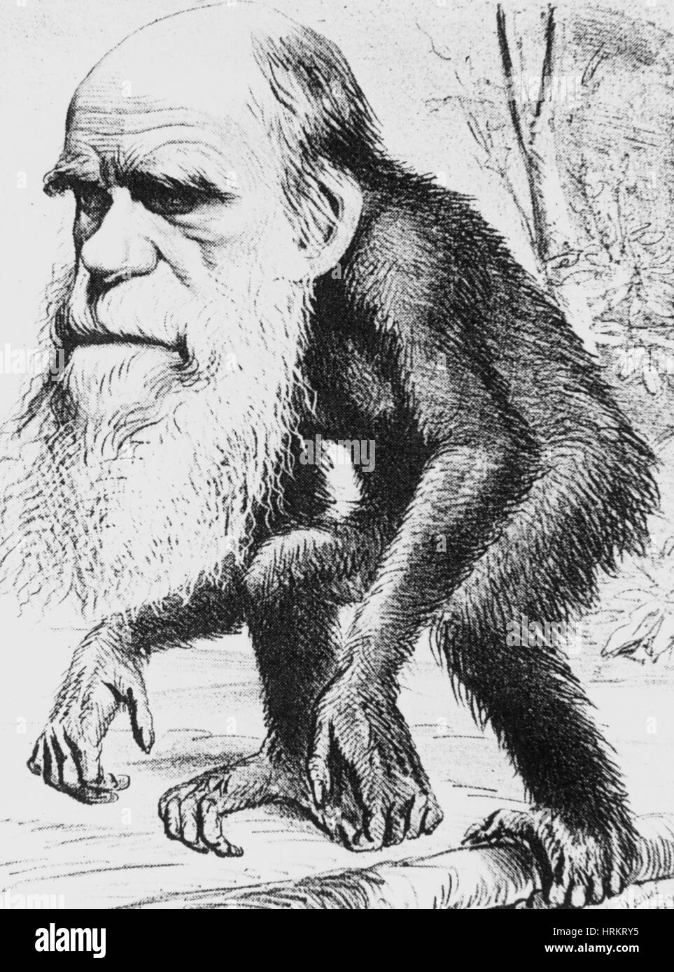 La caricatura di Charles Darwin, 1871 Foto Stock
