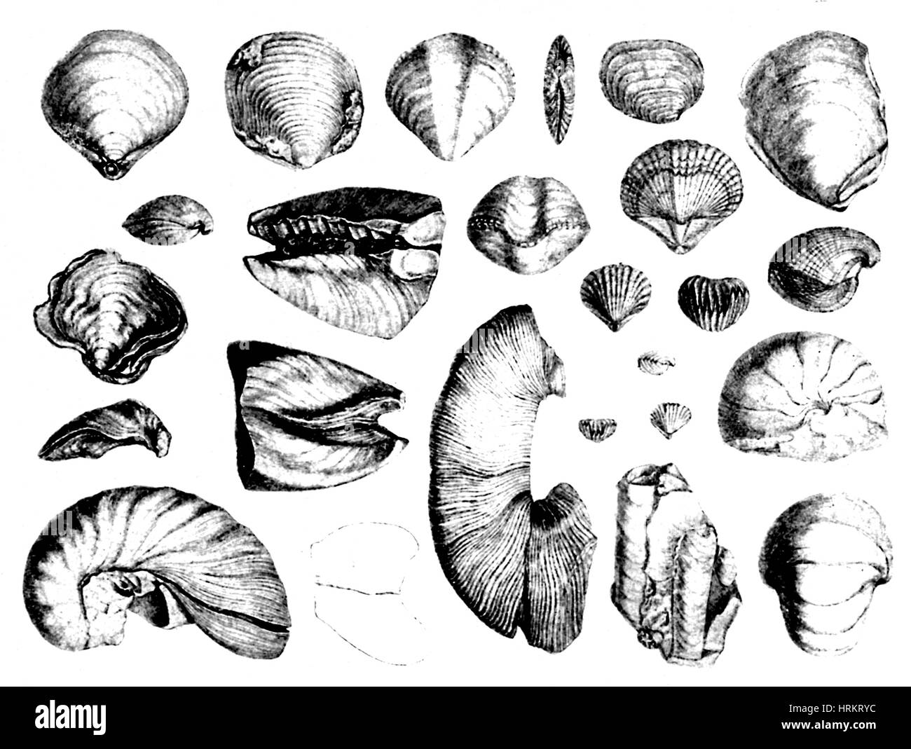 Fossili di conchiglie, 1844 Foto Stock