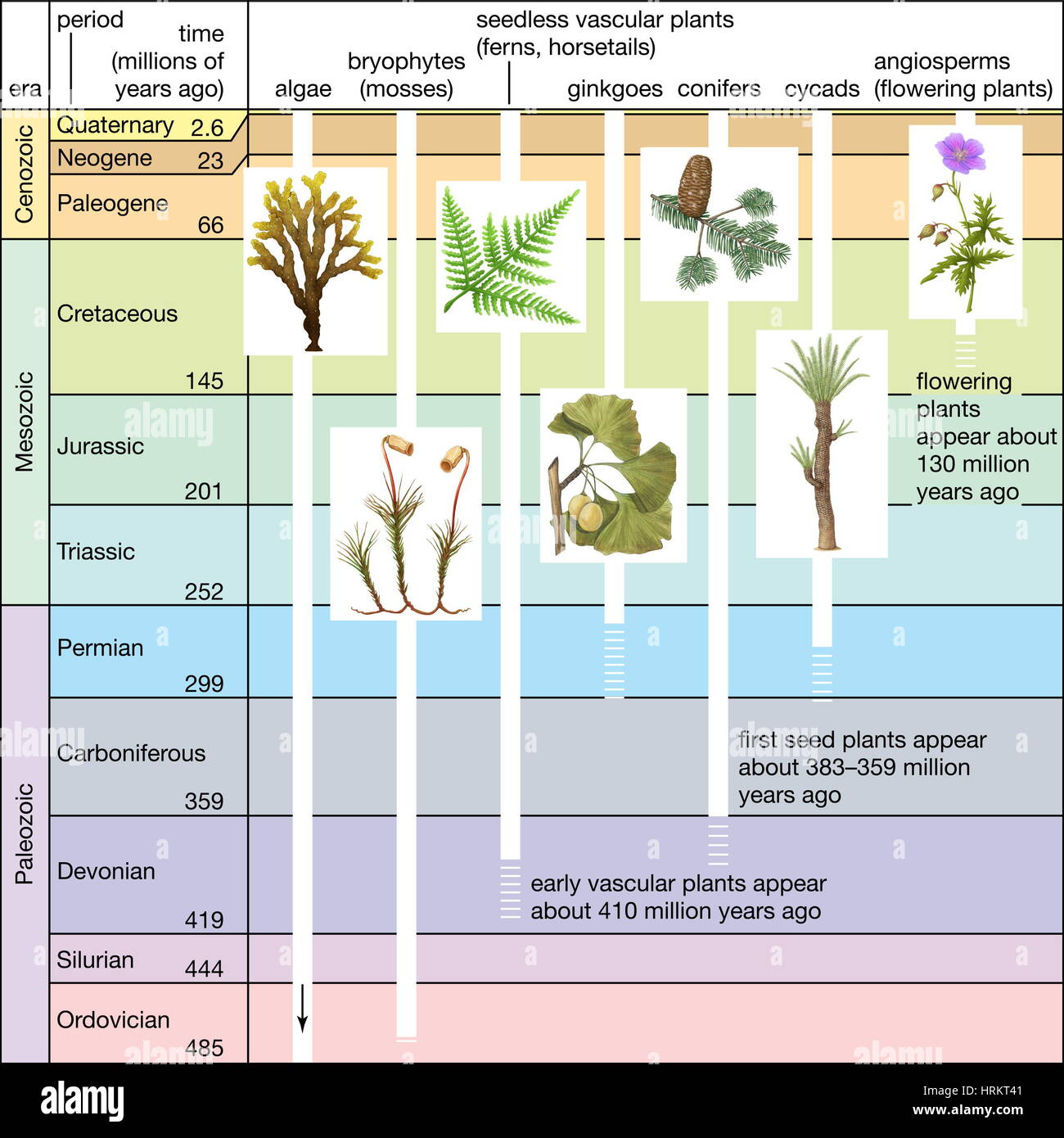 Eventi significativi nella evoluzione vegetale. tempo geologico scala, geochronology Foto Stock