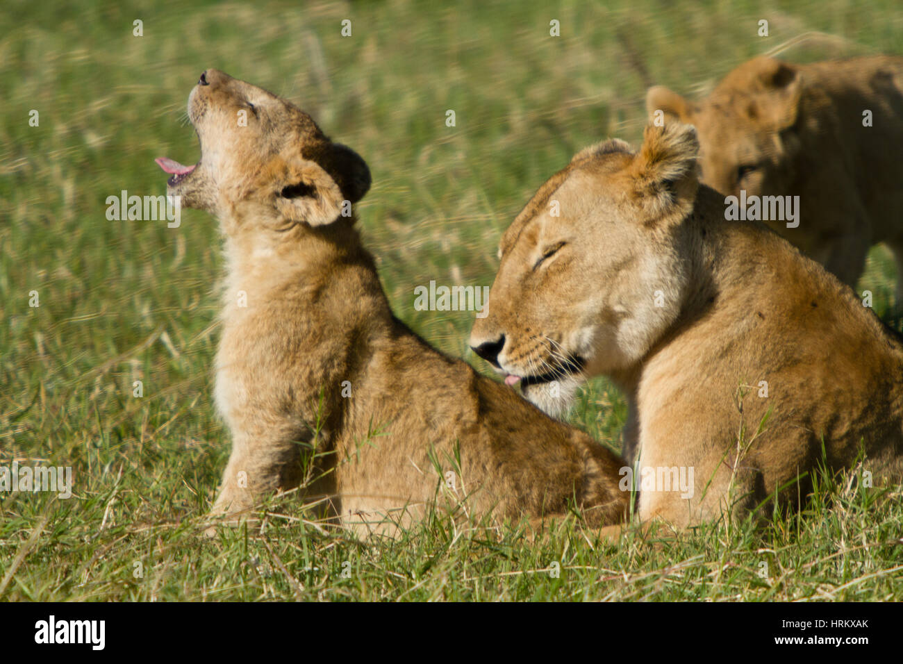 Lion cercando nel lato del telaio Foto Stock