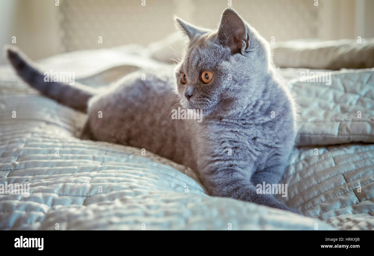 Un pedigree British Shorthair blu gattino. Foto Stock