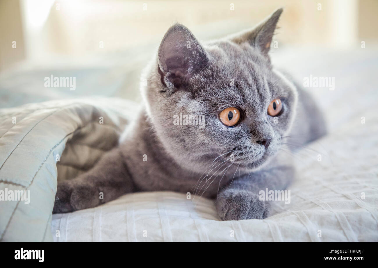 Un pedigree British Shorthair blu gattino. Foto Stock