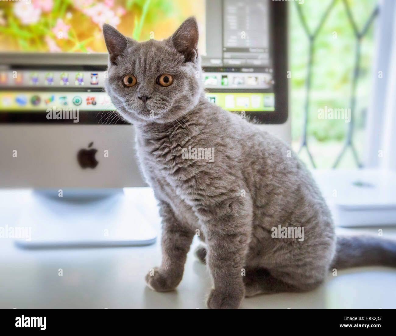 Un pedigree British Shorthair blu gattino. Foto Stock