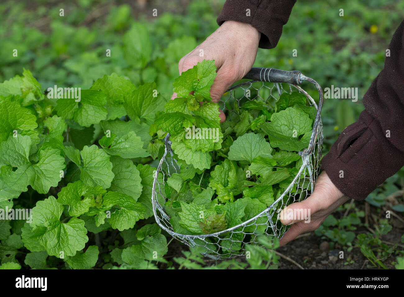 Gewöhnliche Knoblauchsrauke, Ernte, ernten, sammeln, in einem Korb, Knoblauchrauke, Knoblauch-Rauke, Knoblauchs-Rauke, Lauchkraut, Blatt, Blätter, tutti Foto Stock