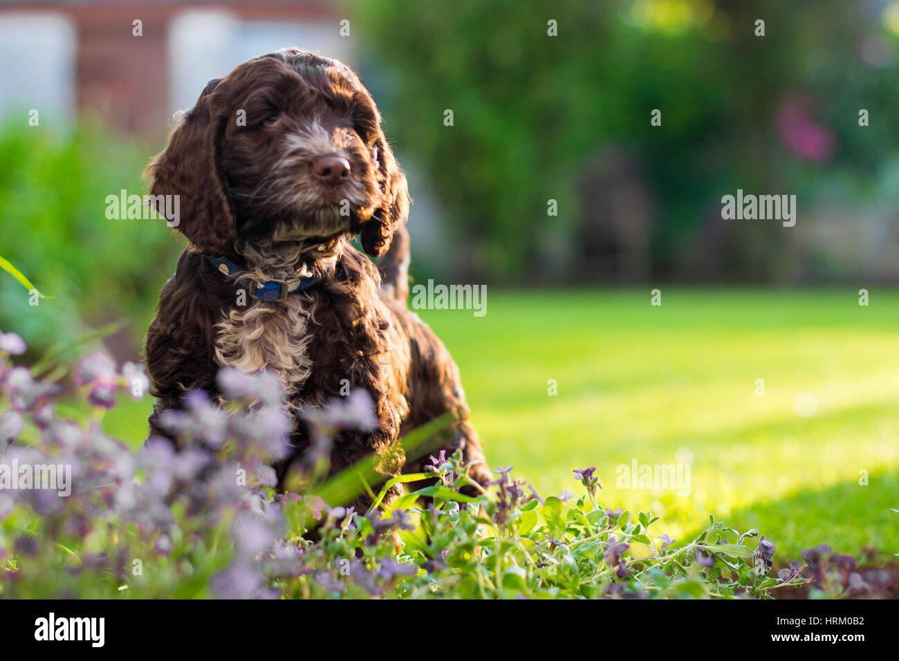 Il mio bellissimo Cavapoo in giardino Foto Stock