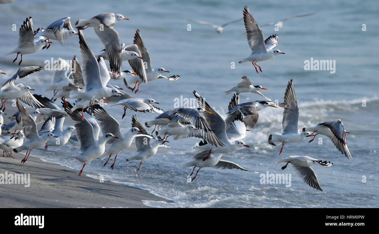 A testa nera i gabbiani in volo Foto Stock