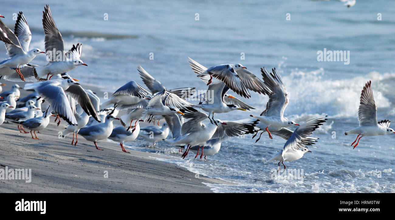A testa nera i gabbiani in volo Foto Stock
