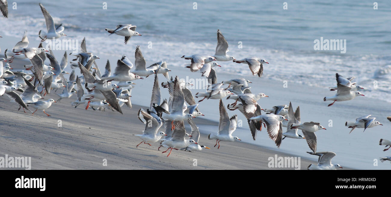 A testa nera i gabbiani in volo Foto Stock