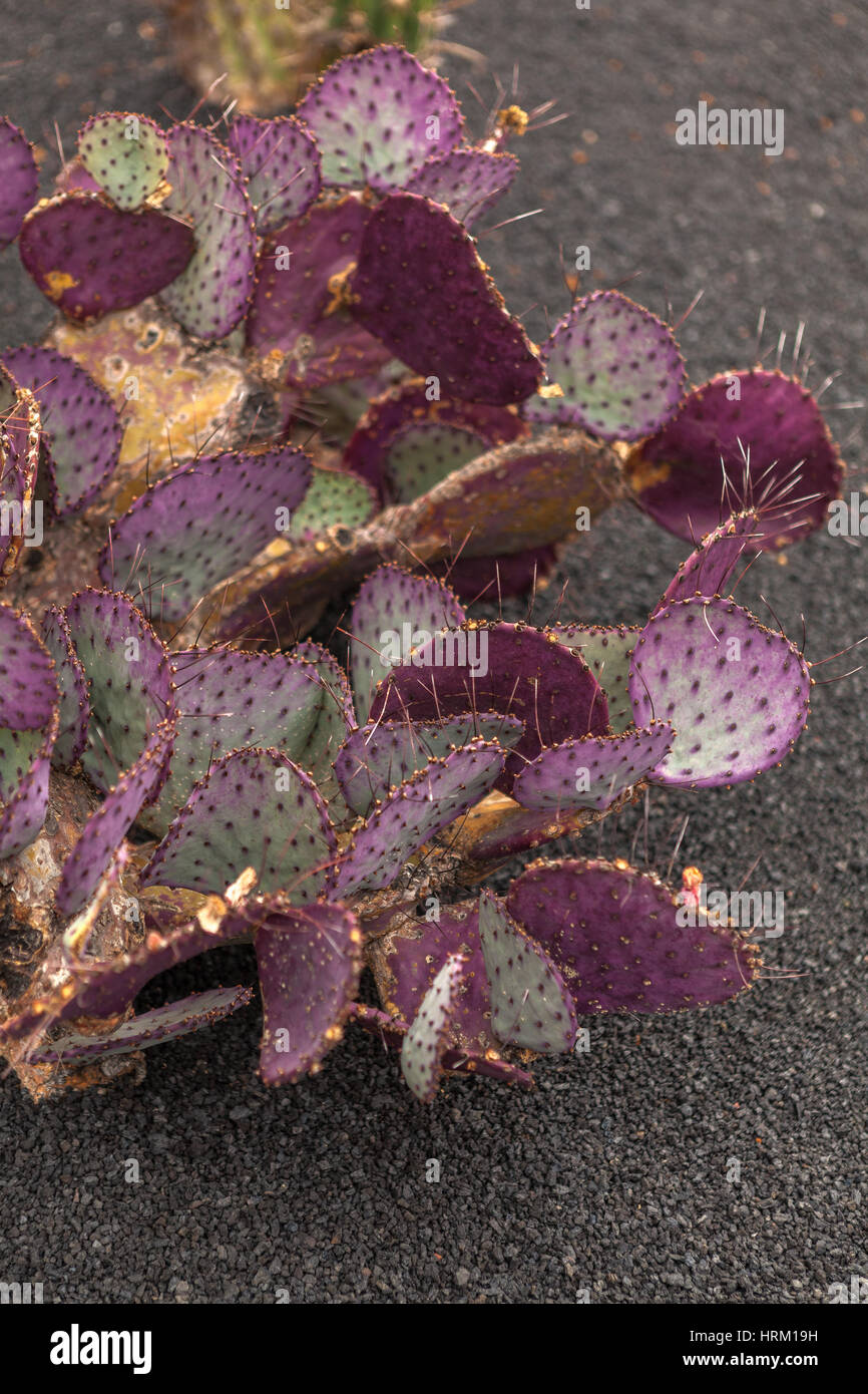 Guatiza giardino dei Cactus. Rosa Cactaceae Opuntia Macrocentra dal Messico Foto Stock