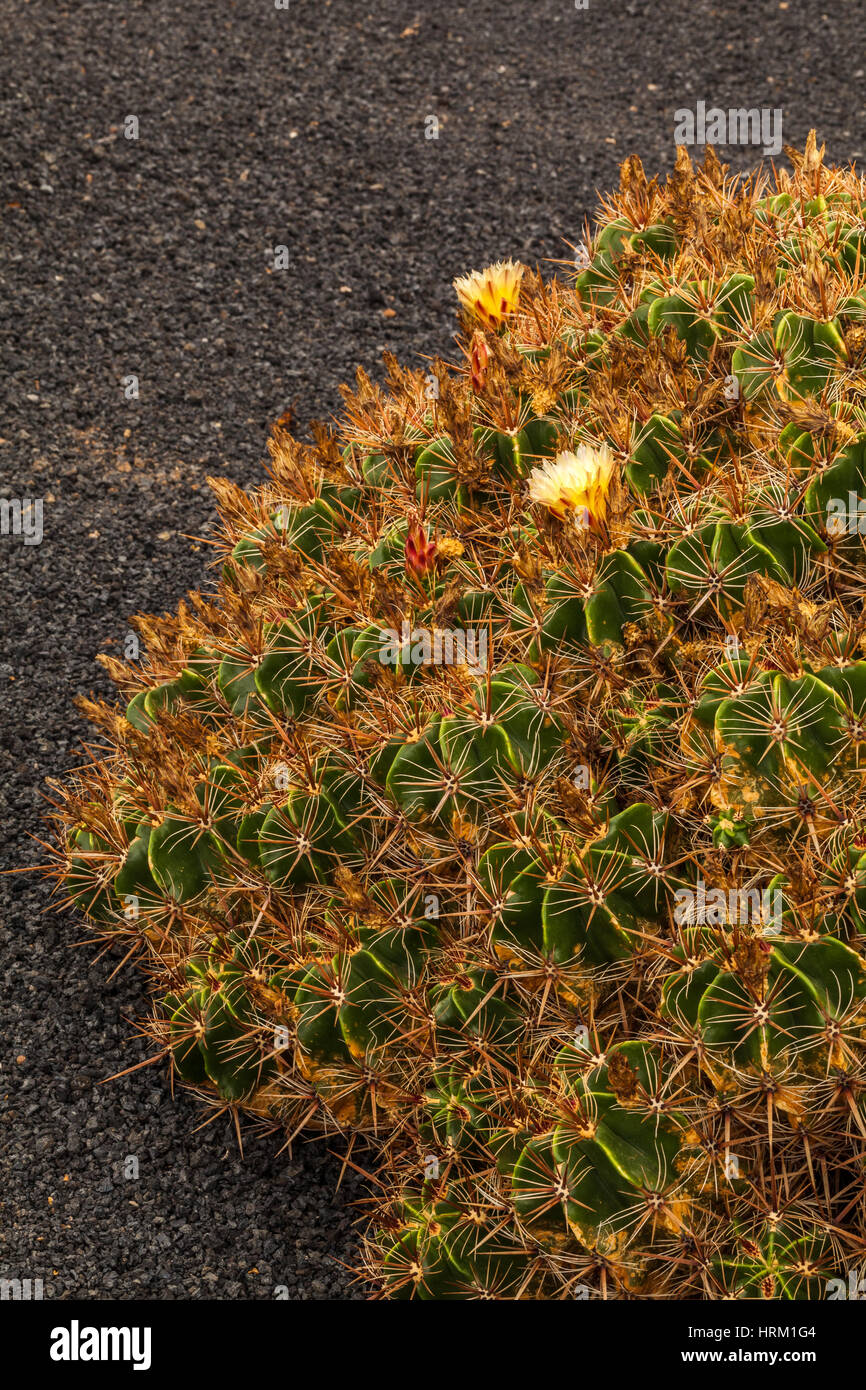 Bellissimi cactus in un giardino di cactus. Lanzarote isole Canarie Spagna Foto Stock