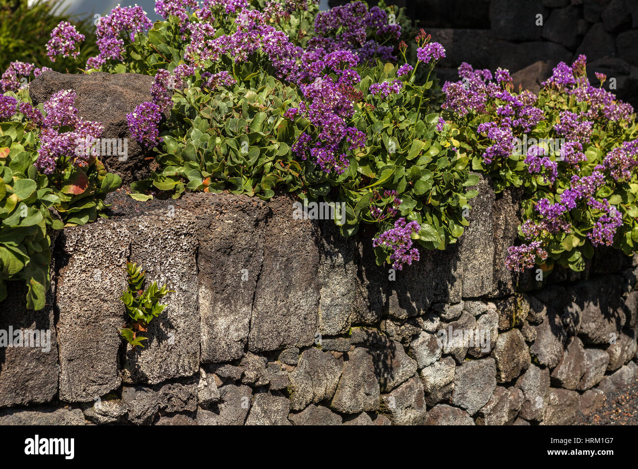 Immagine di lava di muro di pietra e fiori in Lanzarote, Isole Canarie, Spagna. Foto Stock