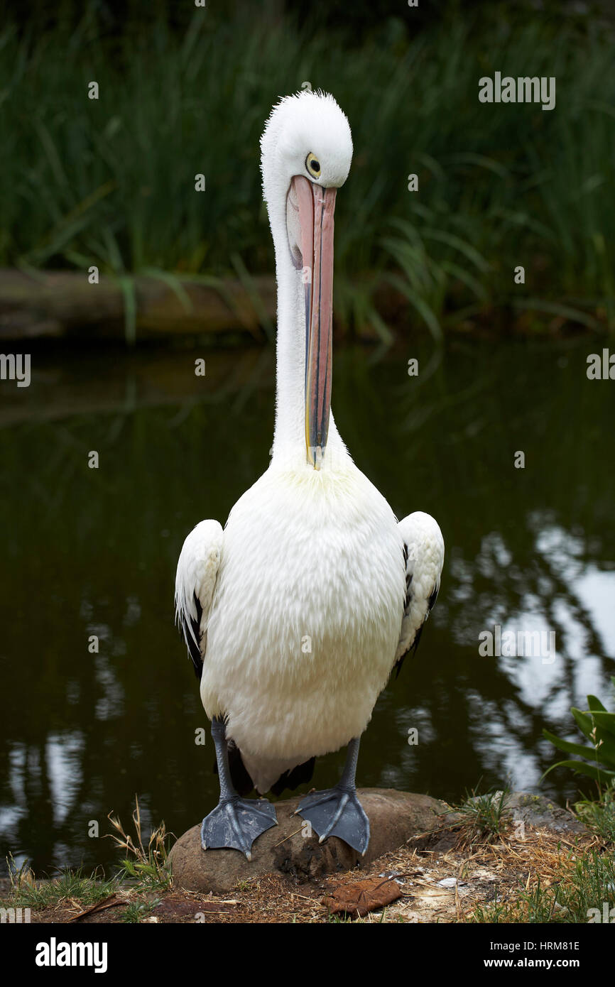 Pelican groomming stesso Foto Stock