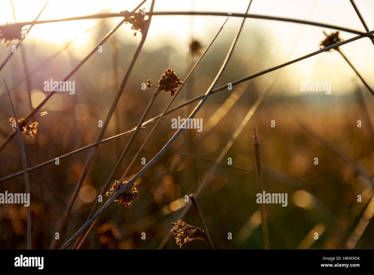 I gambi spessi di erba in luce del sole dorato a Richmond Park, Londra Foto Stock