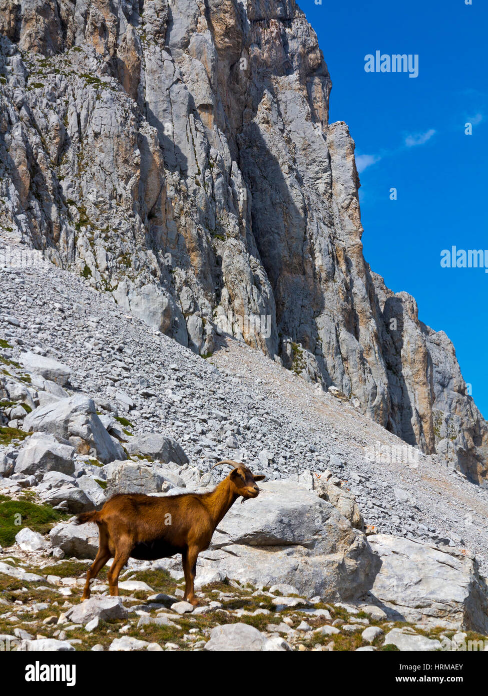 Il camoscio sulla cima di una montagna a Fuente De nel Parco Nazionale Picos de Europa Cantabria Spagna settentrionale Foto Stock