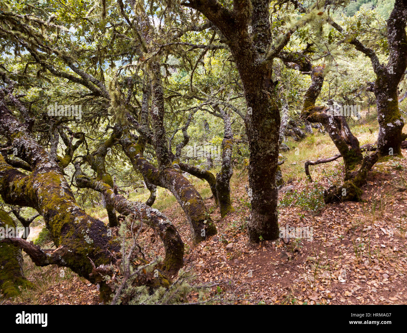 Alberi a La Viorna nel Parco Nazionale Picos de Europa Cantabria Spagna settentrionale Foto Stock