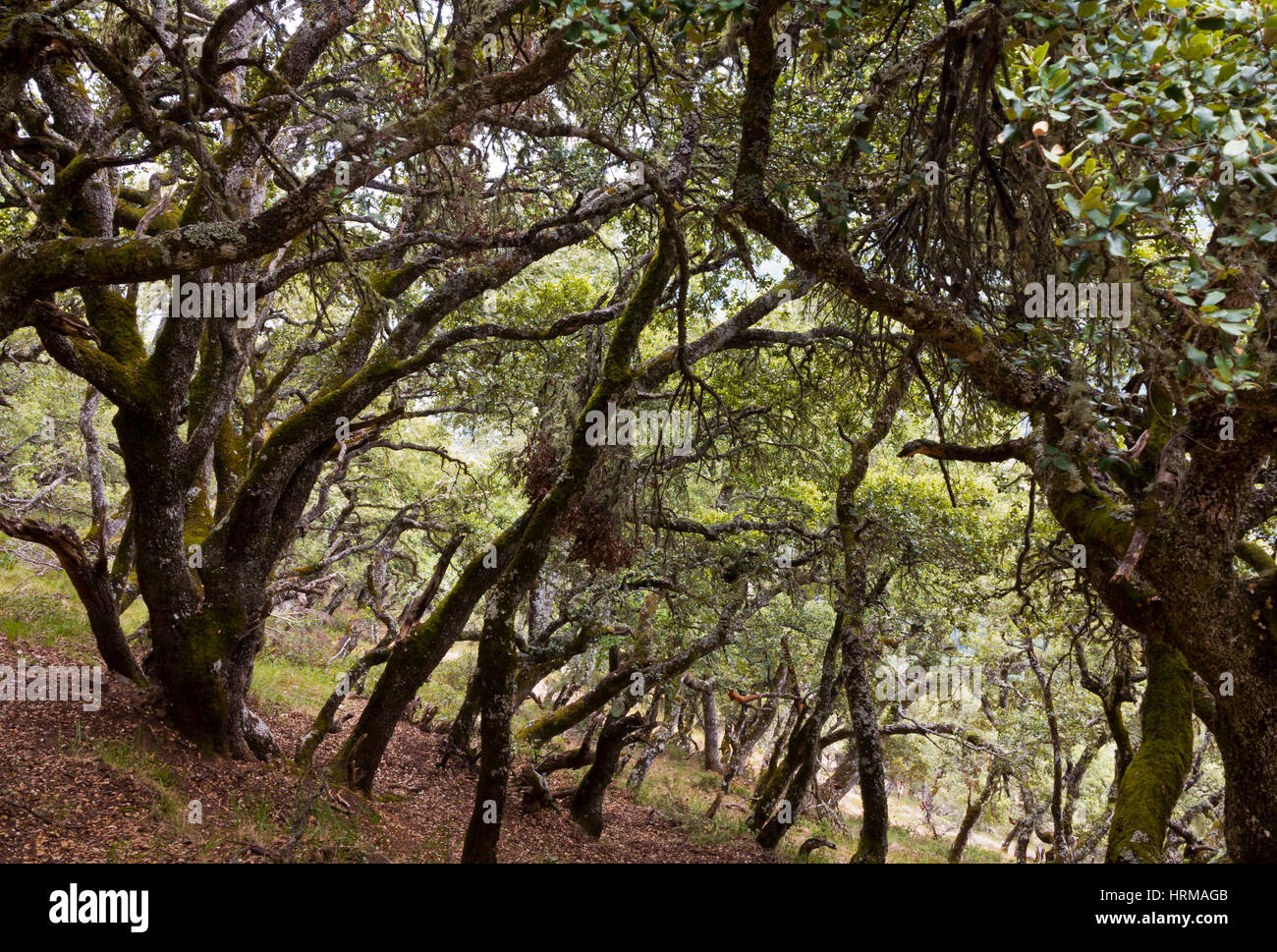 Alberi a La Viorna nel Parco Nazionale Picos de Europa Cantabria Spagna settentrionale Foto Stock