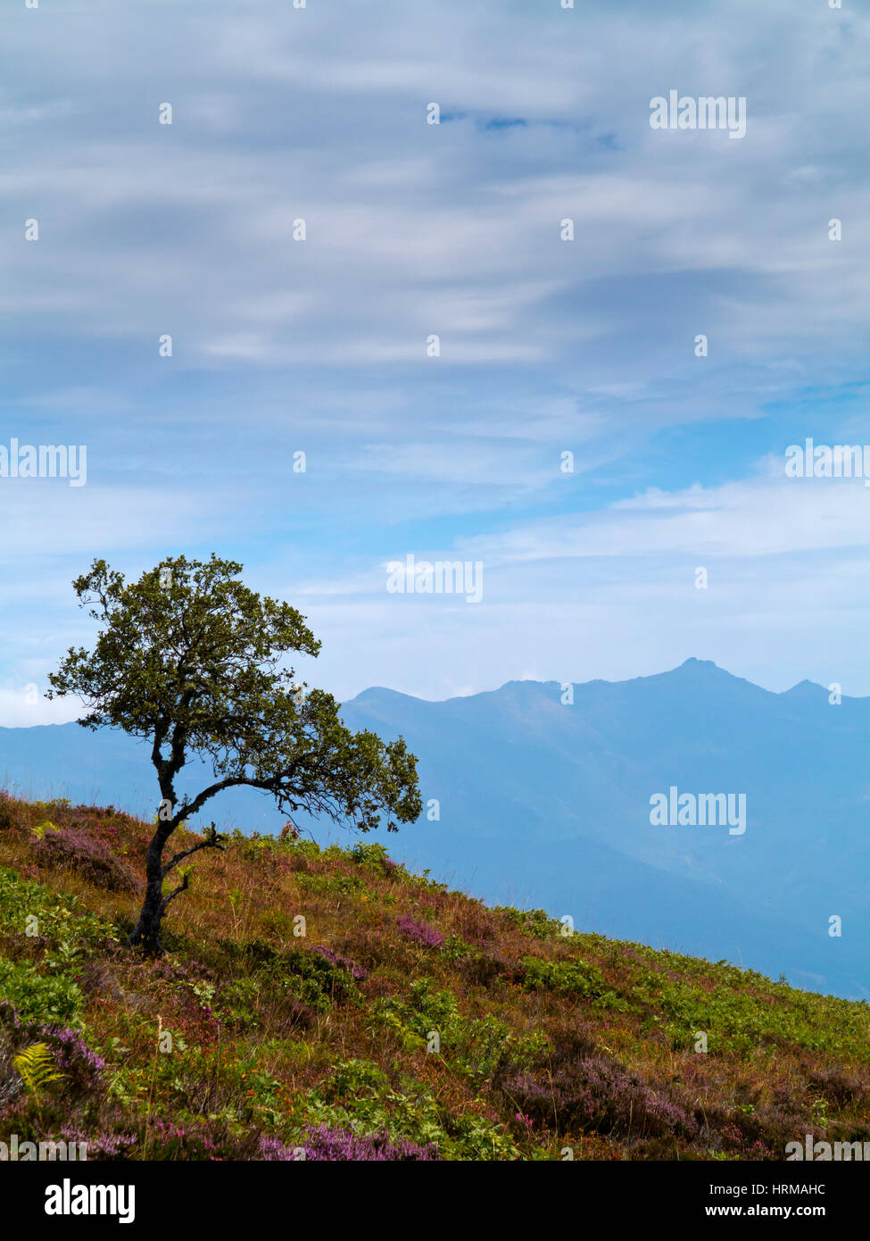 Struttura ad albero La Viorna nel Parco Nazionale Picos de Europa Cantabria Spagna settentrionale Foto Stock