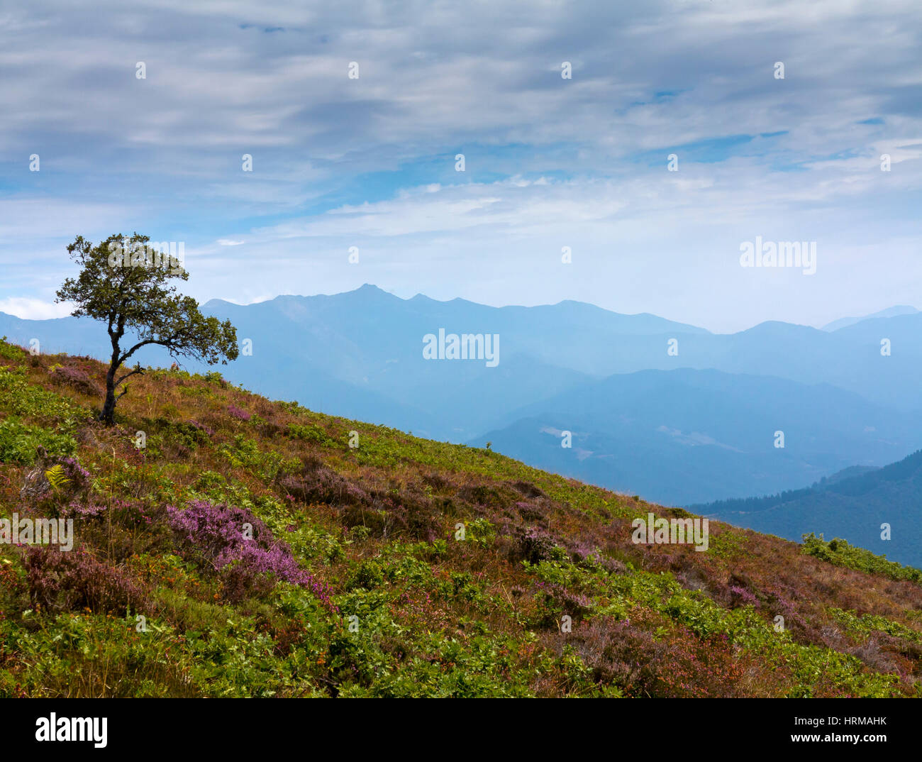 Struttura ad albero La Viorna nel Parco Nazionale Picos de Europa Cantabria Spagna settentrionale Foto Stock