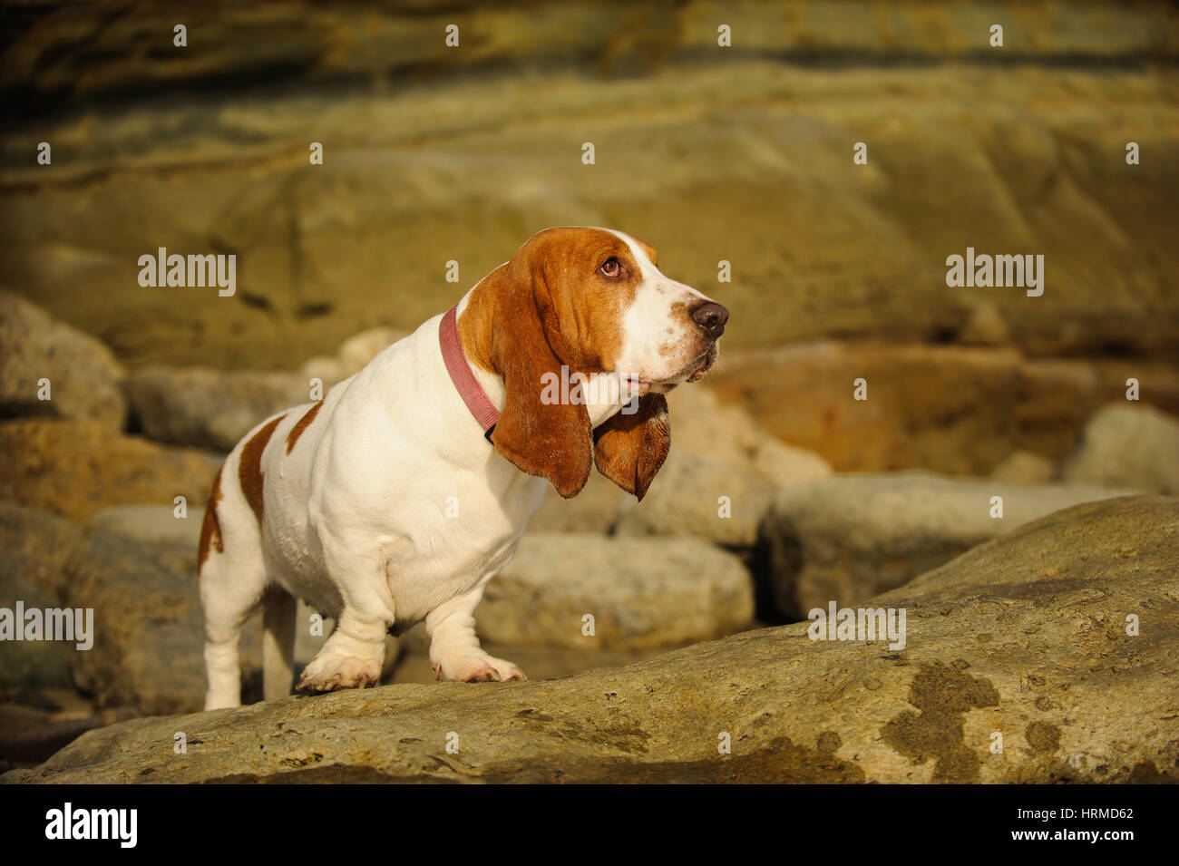 Basset Hound dog Foto Stock