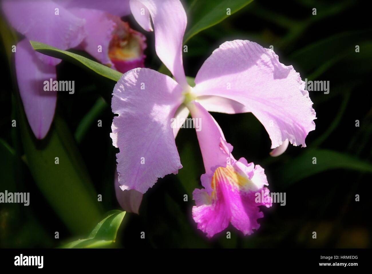 Esotici fiori tropicali Foto Stock
