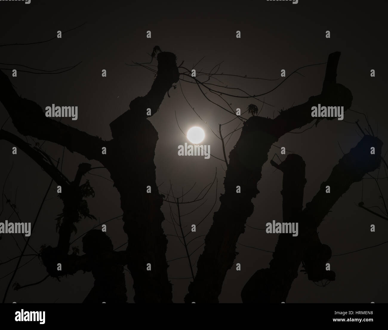 Spooky tree di notte Foto Stock