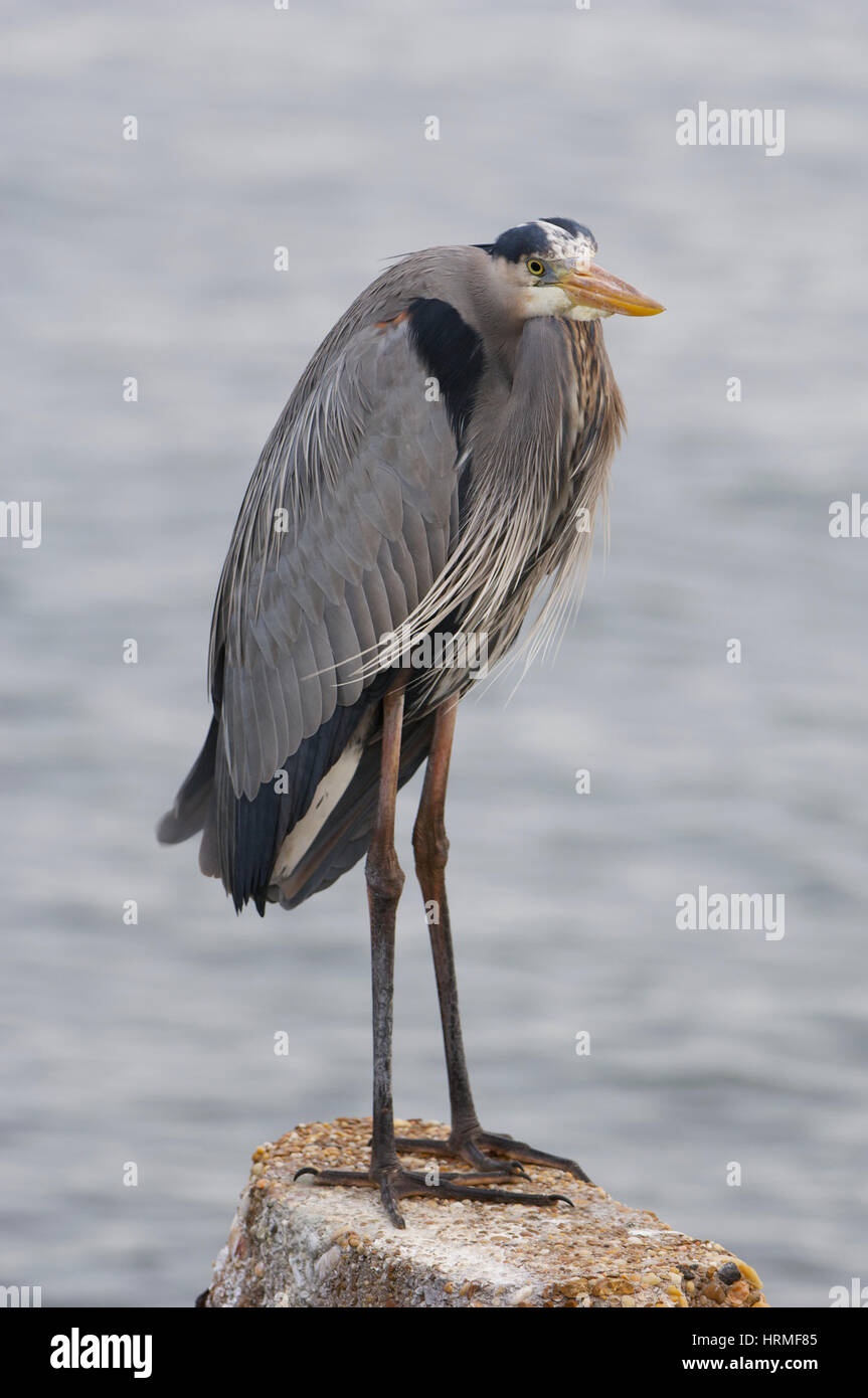 Airone blu, Ardea Erodiade, su calcestruzzo palificate o pier Foto Stock