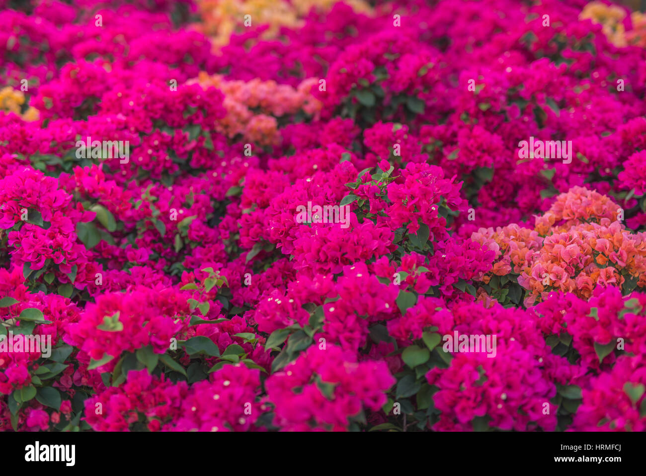 Bouganville in fiore.Magenta fiori di bouganville.fiori di Bouganville come sfondo.sfondo floreale Foto Stock