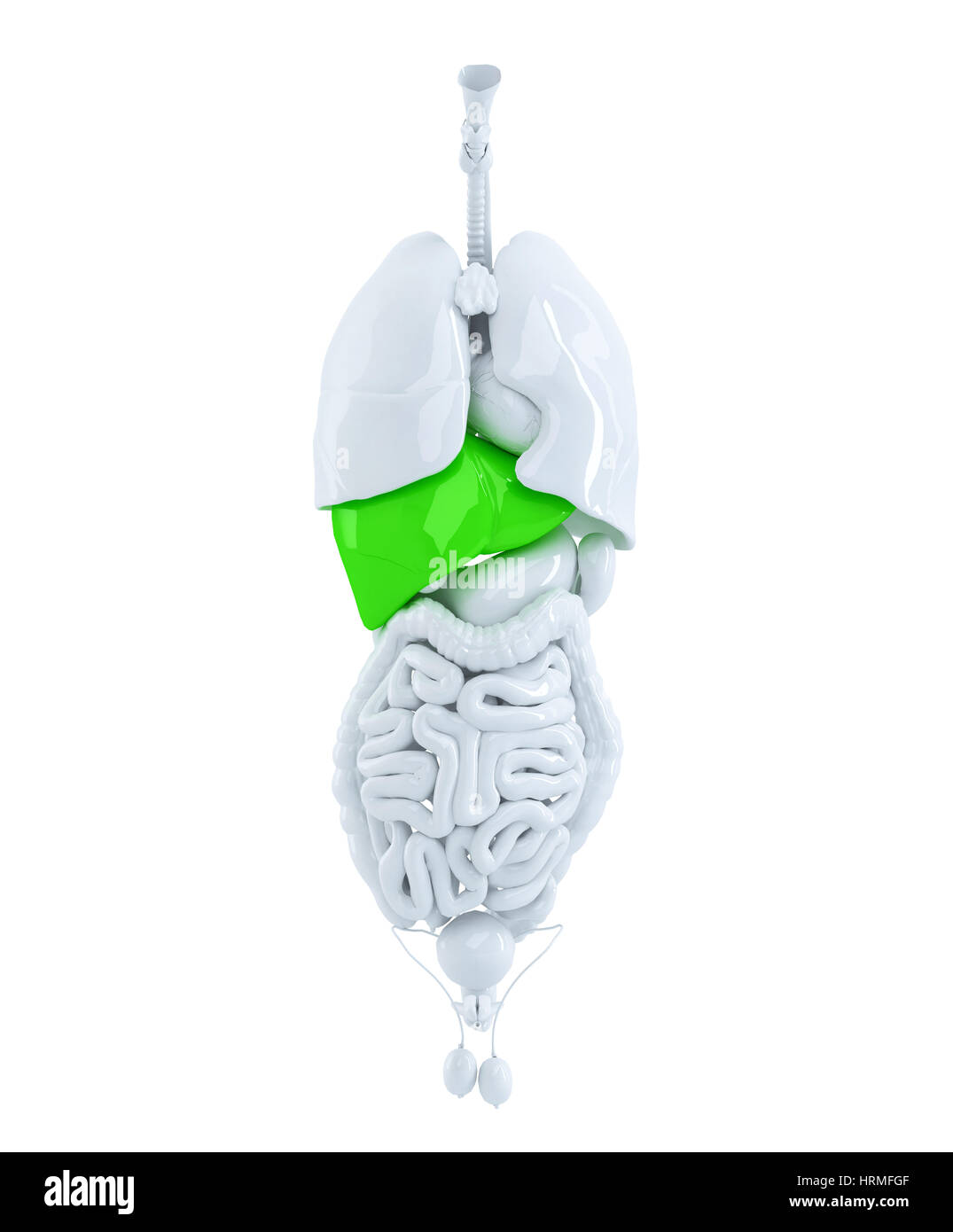 3D render di organi umani focalizzata sul fegato. 3d'illustrazione. Contiene il percorso di clipping Foto Stock