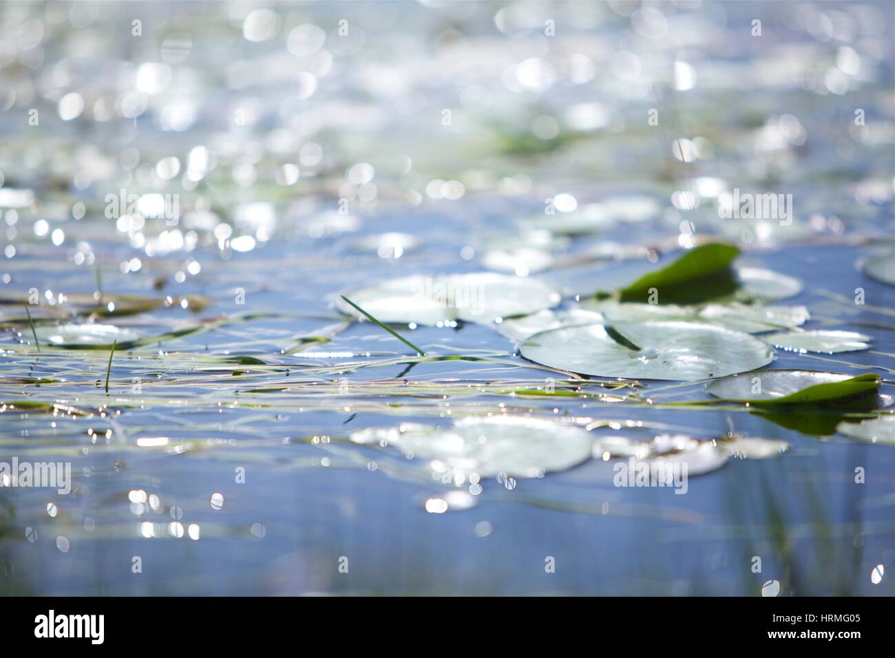 Lily Pond nella nuova foresta Foto Stock