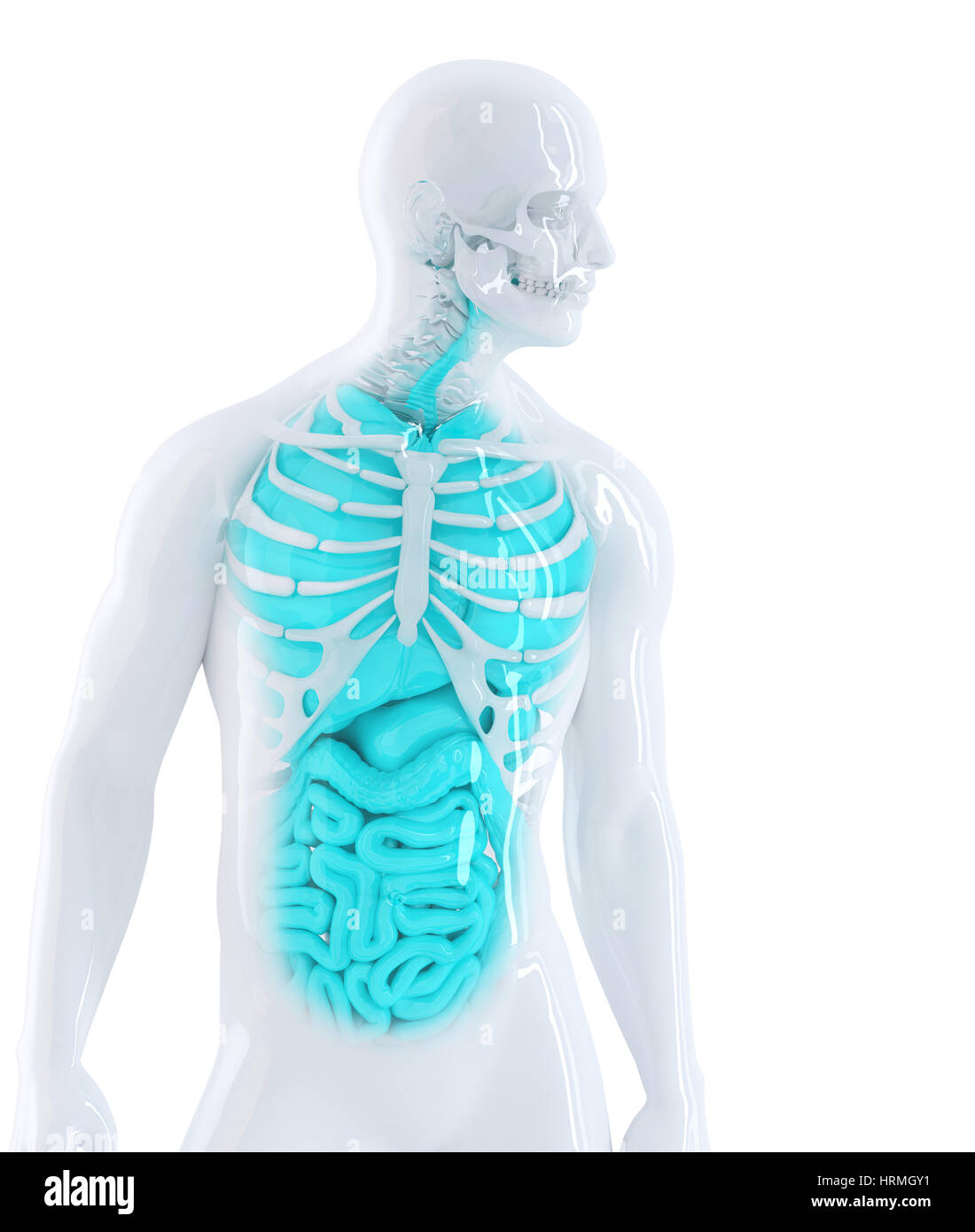 3d illustrazione di un essere umano degli organi interni. Isolato su bianco. Contiene il percorso di clipping Foto Stock