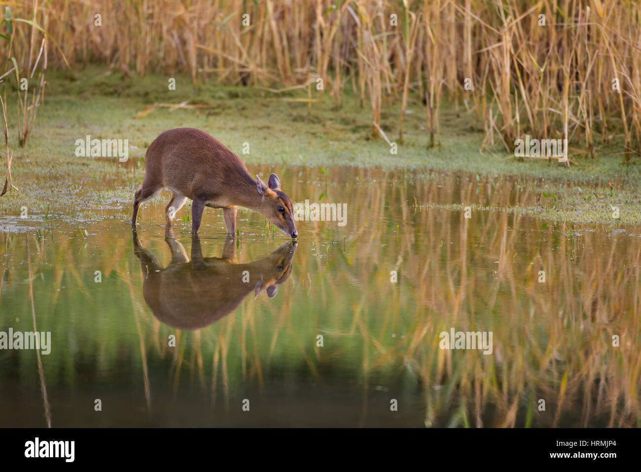 Un Muntjac Deer in piedi ancora in una piscina di acqua con una molto buona riflessione avente un drink Foto Stock