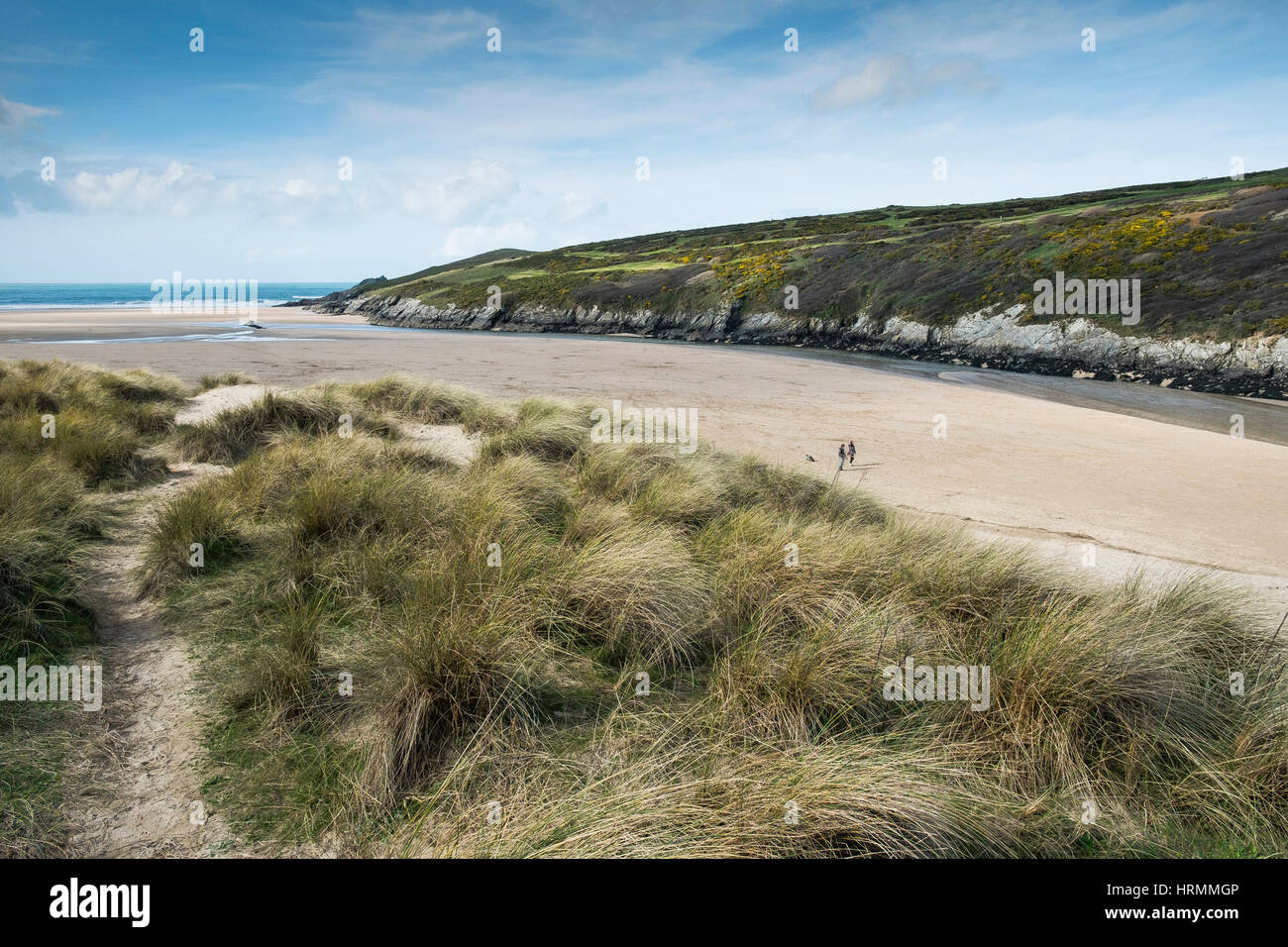 Le dune di sabbia di Erba Marram Crantock Beach Gannel Estuary Newquay Cornwall Inghilterra REGNO UNITO Foto Stock