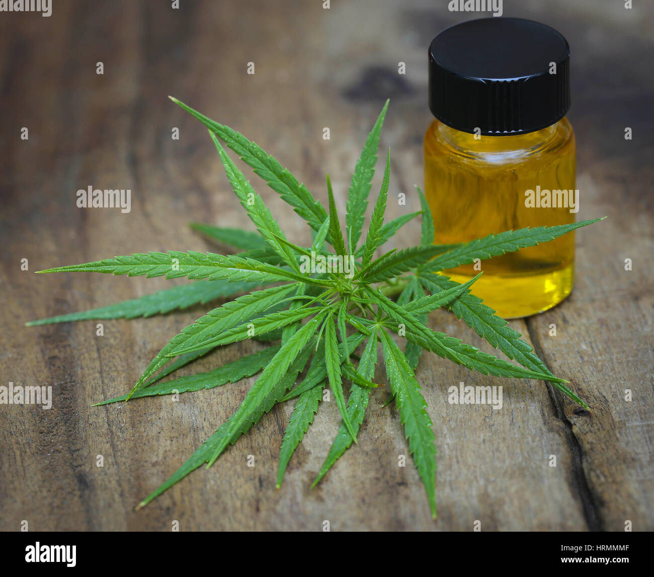 Il verde delle foglie di cannabis medicinale con olio estratto Foto Stock