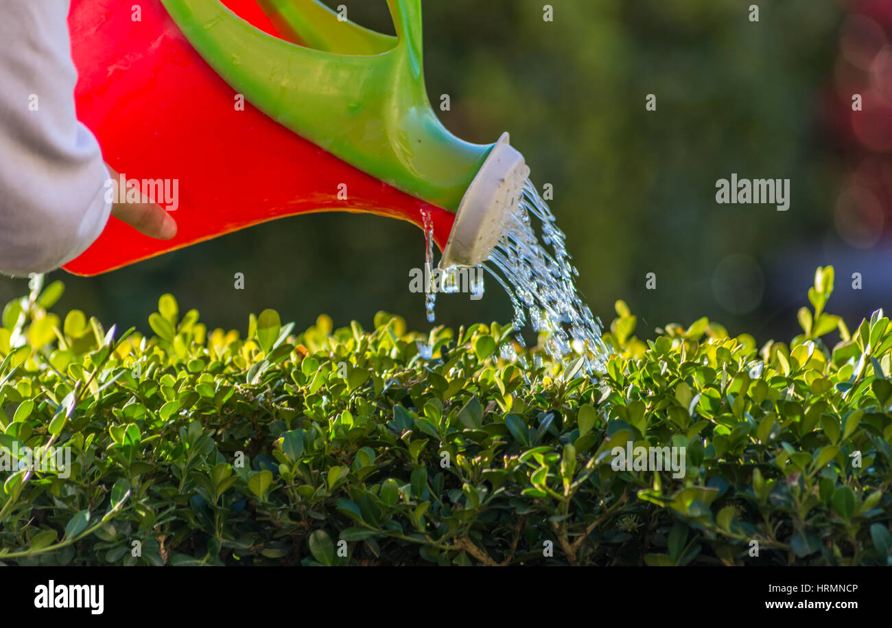 Irrigazione ragazza alcune piante con un piccolo annaffiatoio.mano su Annaffiatoio in plastica Foto Stock