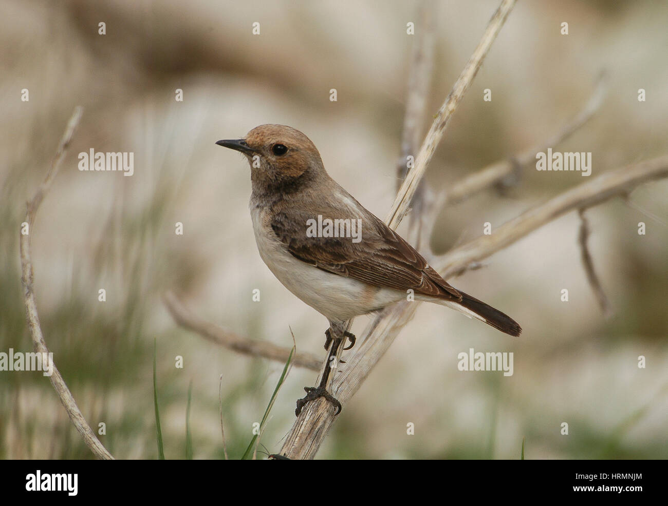 Finschs femmina culbianco Oenanthe finschii arroccato nella gamma della montagna della Turchia Foto Stock