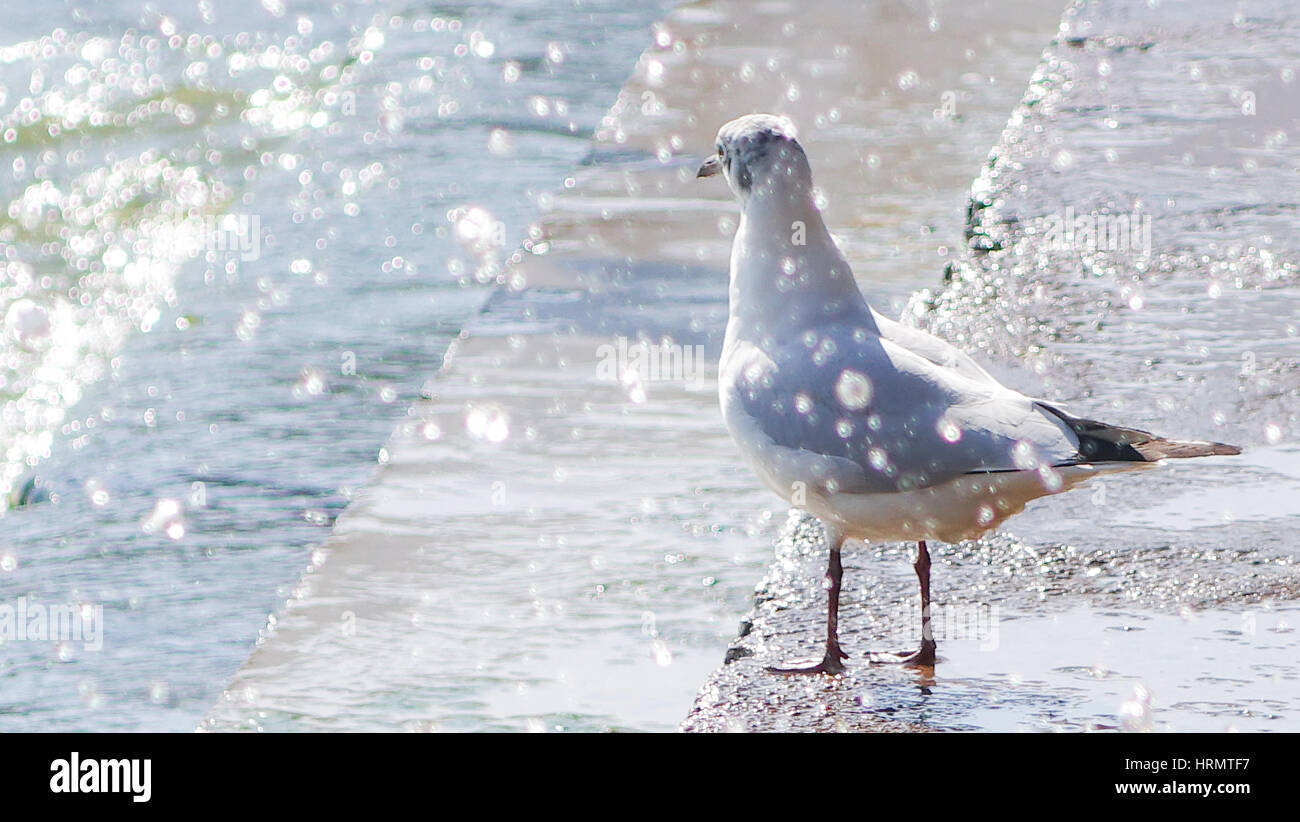 Kunming, Kunming, in Cina. 2 Mar, 2017. Kunming, in Cina-2 Marzo 2017: (solo uso editoriale. Cina OUT) .molti a testa nera i gabbiani volano dalla Siberia al Lago Dianchi in Kunming, Cina del sud della provincia di Yunnan. Credito: SIPA Asia/ZUMA filo/Alamy Live News Foto Stock