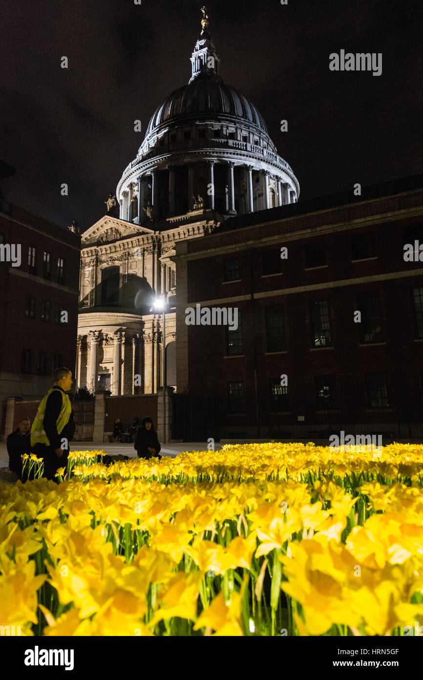 Londra, Regno Unito. 3 Marzo, 2017. Marie Curie, il cancro della carità grande Daffodil appello e giardino di luce installazione in Paternoster Square, Londra, UK Credit: Jansos/Alamy Live News Foto Stock