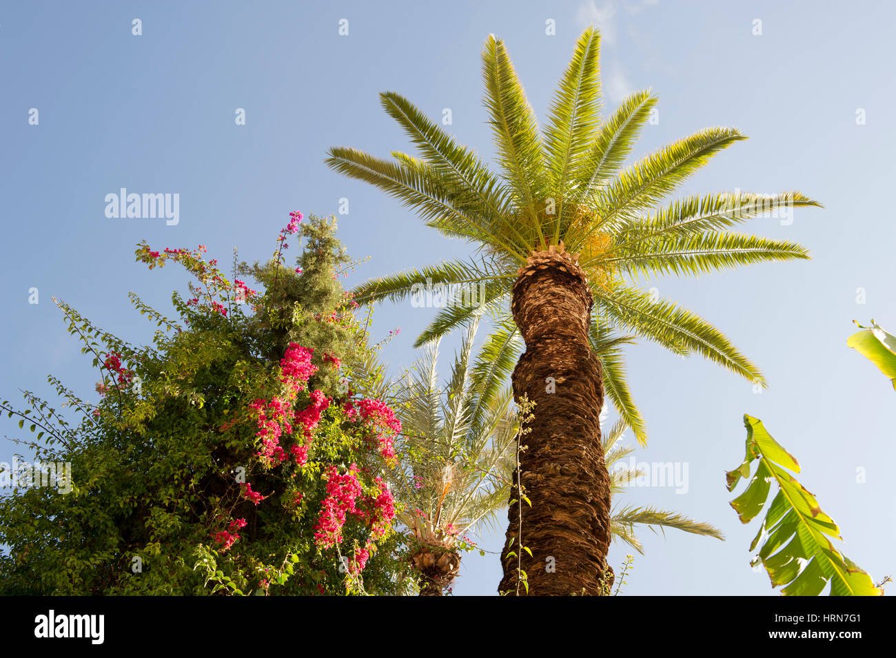 Un albero di palma nei giardini di Palazzo Bahia a Marrakech, Marocco Foto Stock