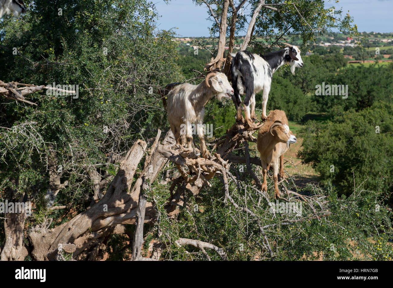 Moroccos famoso capre nell'Argan alberi sulla strada tra Marrakesh (Marrakech) e Essaouira Foto Stock