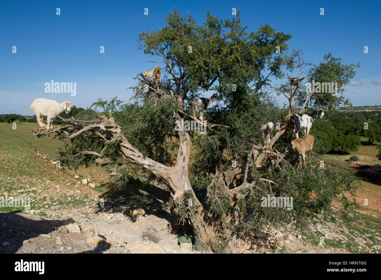 Moroccos famoso capre nell'Argan alberi sulla strada tra Marrakesh (Marrakech) e Essaouira Foto Stock