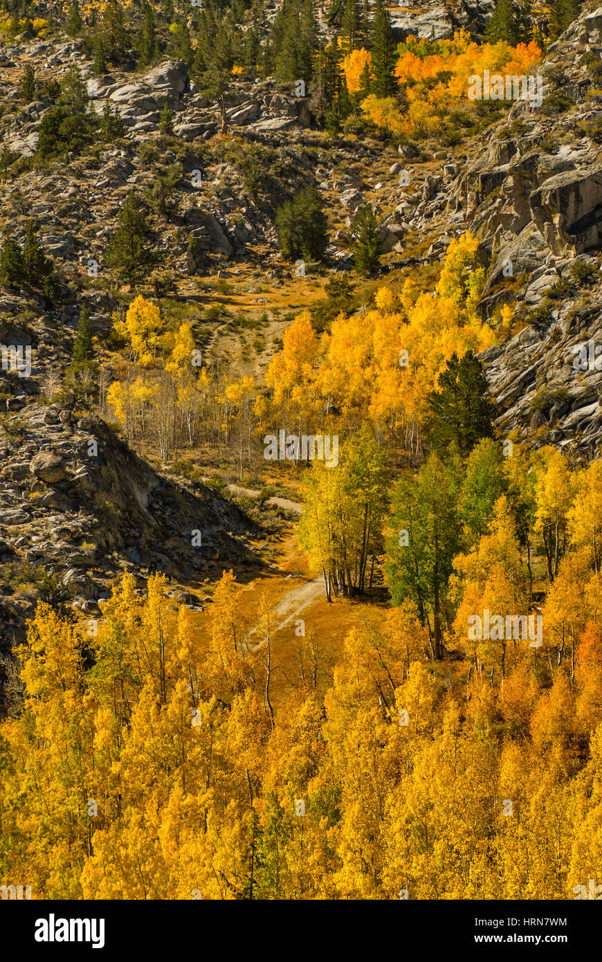 Alberi di Aspen in autunno fogliame nella regione di evoluzione, John Muir Wilderness, Sierra Nevada, California, Stati Uniti Foto Stock