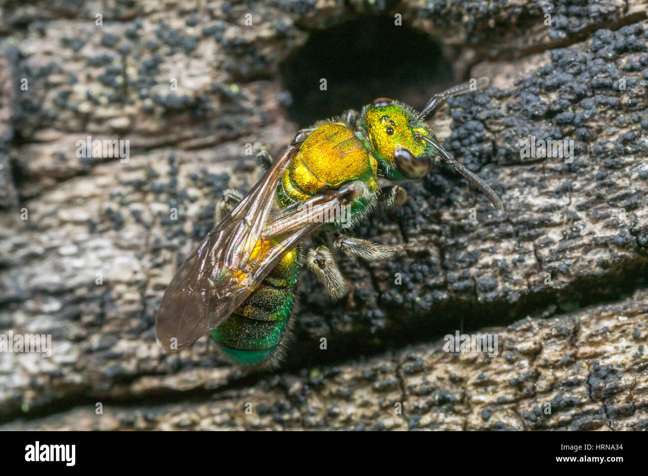 Una femmina di sudore Bee (Augochlora pura) esplora una cavità in un registro di morti. Foto Stock